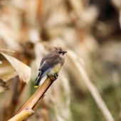 Jemiołuszka cedrowa, Cedar Waxwing, Bombycilla cedrorum, Corvo, Azory, Portugalia, 12.10.2013 (6) (Azores, Portugal)