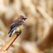 Jemiołuszka cedrowa, Cedar Waxwing, Bombycilla cedrorum, Corvo, Azory, Portugalia, 12.10.2013 (11) (Azores, Portugal)