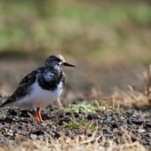 Kamusznik, Turnstone, Arenaria interpres, Corvo, Azory, Portugalia, 22.10.2013 (Azores, Portugal)