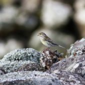 Kanarek, Canary, Serinus canaria, Corvo, Azory, Portugalia, 15.10.2013 (Azores, Portugal)