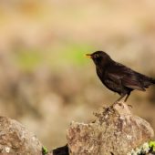 Kos, Blacbird, Turdus merula, Corvo, Azory, Portugalia, 22.10.2013 (Azores, Portugal)