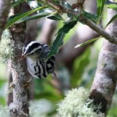 Pstroszka, Black-and-white Warbler, Mniotilta varia, 11.10.2013 (1) (Azores, Portugal)