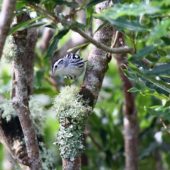 Pstroszka, Black-and-white Warbler, Mniotilta varia, 11.10.2013 (2) (Azores, Portugal)