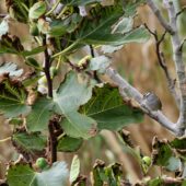 Paswka biaobrewa, White-crowned Sparrow, Zonotrichia leucophrys, Corvo, Ayorz, Portugalia, 22.10.2013 (Azores, Portugal)