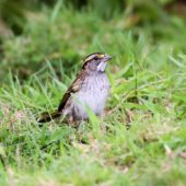 Pasówka białogardła, White-throated Sparrow, Zonotrichia albicollis, Corvo, Azory, Portugalia, 16.10.2013 (2) (Azores, Portugal)