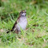 Pasówka białogardła, White-throated Sparrow, Zonotrichia albicollis, Corvo, Azory, Portugalia, 16.10.2013 (1) (Azores, Portugal)