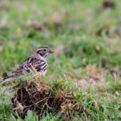 Poświerka, Lapland Longspur, Calcarius lapponicus, Corvo, Azory, Portugalia, 17.10.2013 (Azores, Portugal)