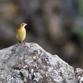 Ryżojad, Bobolink, Dolichonyx oryzivorus, Corvo, Azory, Portugalia, 12.10.2013 (Azores, Portugal)