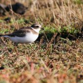 Sieweczka skąpopłetwa, Semipalmated Plover, Charadrius semipalmatus, Corvo, Azory, Portugalia, 10.10.2013 (2) (Azores, Portugal)
