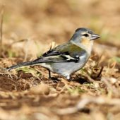 Zięba, Chaffinch, Fringilla coelebs moreletti, Corvo, Azory, Portugalia, 16.10.2013 (Azores, Portugal)