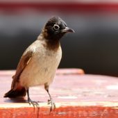 Bilbil arabski, Yellow-vented Bulbul, Pycnonotus xanthopygos, Ein Gedi, Izrael, 09.04.2014 (Israel)