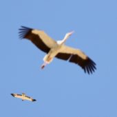 Bocian biały, White Stork, Ciconia ciconia i orzełek, Booted Eagle, Aquila pennata, Nitsana, Izrael, 11.04.2014 (Israel)