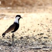 Czajka szponiasta, Spur-winged Plover, Hoplopterus spinosus, Nitsana, Izrael, 11.04.2014 (Israel)