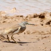 Czapla modronosa, Squacco Heron, Ardeola ralloides, Eilat, Izrael, 10.04.2014 (3) (Israel)