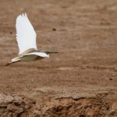 Czapla modronosa, Squacco Heron, Ardeola ralloides, Eilat, Izrael, 10.04.2014 (4) (Israel)