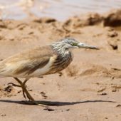 Czapla modronosa, Squacco Heron, Ardeola ralloides, Eilat, Izrael, 10.04.2014 (1) (Israel)
