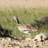 Hubara arabska, Macqueen's Bustard, Chlamydotis macqueenii, Negev, Izrael, 11.04.2014 (2) (Israel)