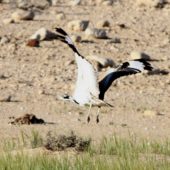 Hubara arabska, Macqueen's Bustard, Chlamydotis macqueenii, Negev, Izrael, 11.04.2014 (3) (Israel)