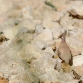 Kuropatewka pustynna, Sand Partridge, Ammoperdix heyi, Wadi Mishmar, Izrael, 09.04.2014 (Israel)