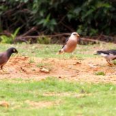 Majna brunatna, Common Myna, Acridotheres tristis i Majna birmańska, Vinous-breasted Starling, Acridotheres burmannicus, Tel Aviv, Izrael, 12.04.2014 (Israel)