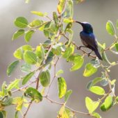 Nektarnik palestyński, Palestine Sunbird, Nectarinia osea, Ein Gedi, Izrael, 09.04.2014 (1) (Israel)
