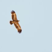 Orzeł stepowy, Steppe Eagle, Aquila nipalensis, (Israel)