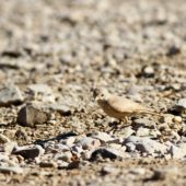 Skowronik piaskowy, Desert Lark, Ammomanes deserti, Wadi Mishmar, Izrael, 11.04.2014 (Israel)