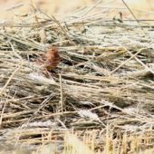Świergotek rdzawogardły, Red-throated Pipit, Anthus cervinus, Yotvata, Izrael, 10.04.2014 (Israel)