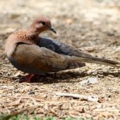 Synogarlica senegalska, Laughing Dove, Streptopelia senegalensis, Ein Gedi, Izrael, 09.04.2014 (Israel)