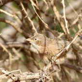 Tymal arabski, Arabian Babbler, Turdoides squamiceps, Ein Gedi, Izrael, 09.04.2014 (2) (Israel)