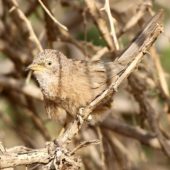 Tymal arabski, Arabian Babbler, Turdoides squamiceps, Ein Gedi, Izrael, 09.04.2014 (3) (Israel)