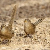 Tymal arabski, Arabian Babbler, Turdoides squamiceps, Ein Gedi, Izrael, 09.04.2014 (6) (Israel)