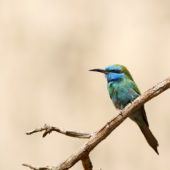 Żołna wschodnia, Green Bee-eater, Merops orientalis, Wadi Mishmar, Izrael, 09.04.2014 (3) (Israel)