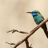 Żołna wschodnia, Green Bee-eater, Merops orientalis, Wadi Mishmar, Izrael, 09.04.2014 (7) (Israel)