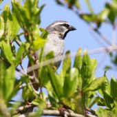 Wróbel żółtogardły, Yellow-throated Sparrow, Gymnoris xanthocollis, Birecik, Turcja, 26.05.2014 (Turkey)