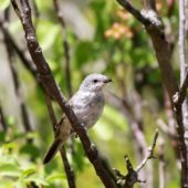 Zagadka, Durnalik, Turcja, 04.06.2014 (Turkey)