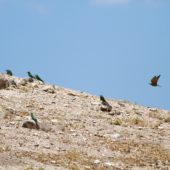 Żołna modrolica, Blue-cheeked Bee-eater, Merops persicus, Estagfirullah, Turcja, 26.05.2014 (4) (Turkey)