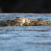 Biegus białorzytny, White-rumped Sandpiper, Calidris fuscicollis, Corvo, Azory, Portugalia, 02.10.2014 (4) (Azores, Portugal)