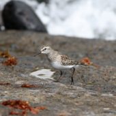 Biegus białorzytny, White-rumped Sandpiper, Calidris fuscicollis, Corvo, Azory, Portugalia, 07.10.2014 (2) (Azores, Portugal)