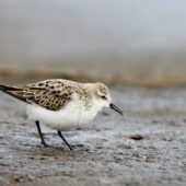 Biegus malutki, Little Stint, Calidris minuta, Corvo, Azory, Portugalia, 06.10.2014 (3) (Azores, Portugal)