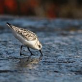 Piaskowiec, Sanderling, Calidris alba, Corvo, Azory, Portugalia, 06.10.2014 (3) (Azores, Portugal)