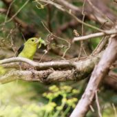 Piranga szkarłatna, Scarlet Tanager, Piranga olivacea, Corvo, Azory, Portugalia, 09.10.2014 (2) (Azores, Portugal)