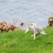Sowa śnieżna, Snowy Owl, Bubo scandiacus, Corvo, Azory, Portugalia, 05.10.2014 (5) (Azores, Portugal)