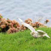 Sowa śnieżna, Snowy Owl, Bubo scandiacus, Corvo, Azory, Portugalia, 05.10.2014 (6) (Azores, Portugal)