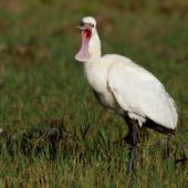 Warzęcha, Spoonbill, Platalea leucorodia, Corvo, Azory, Portugalia, 03.10.2014 (3) (Azores, Portugal)
