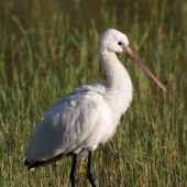 Warzęcha, Spoonbill, Platalea leucorodia, Corvo, Azory, Portugalia, 03.10.2014 (6) (Azores, Portugal)