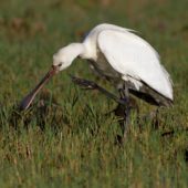 Warzęcha, Spoonbill, Platalea leucorodia, Corvo, Azory, Portugalia, 03.10.2014 (8) (Azores, Portugal)
