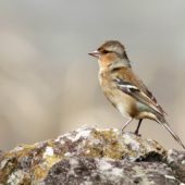 Zięba, Chaffinch, Fringilla coelebs moreletti, Corvo, Azory, Portugalia, 07.10.2014 (2) (Azores, Portugal)