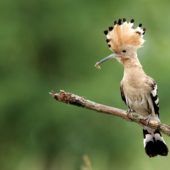 Dudek, Hoopoe, Upupa epops, Kuźnica Warężyńska, Dąbrowa Górnicza, SLK, 21.06.2008 (1) (Polska, Poland)