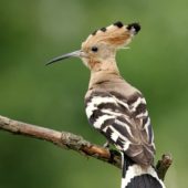 Dudek, Hoopoe, Upupa epops, Kuźnica Warężyńska, Dąbrowa Górnicza, SLK, 21.06.2008 (2) (Polska, Poland)